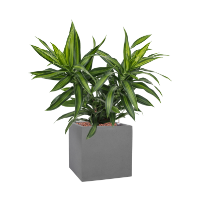 Растение в кашпо Pleomele (Dracaena) reflexa 'Song of Jamaica' in Natural