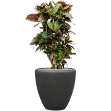 Croton (Codiaeum) variegatum 'Petra' in Baq Polystone Plain