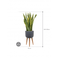 Sansevieria trifasciata 'Laurentii' in Refined Retro Feet