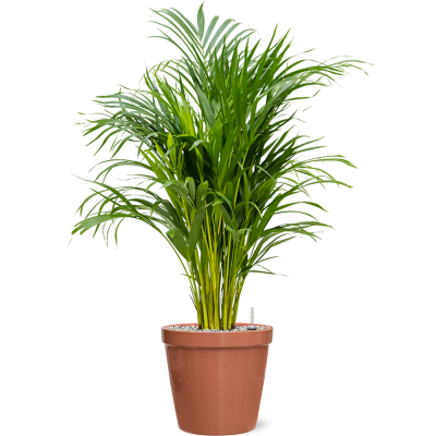 Растение в кашпо Dypsis (Areca) lutescens in Feliz