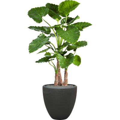 Растение в кашпо Alocasia calidora in Baq Polystone Plain