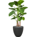 Растение в кашпо Alocasia calidora in Baq Polystone Plain