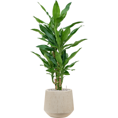 Растение в кашпо Dracaena fragrans 'Burundii' in Baq Raindrop