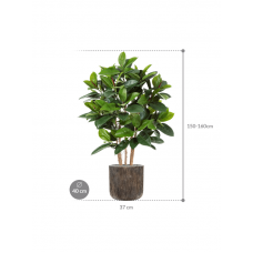 Ficus elastica in Baq Luxe Lite Universe Waterfall