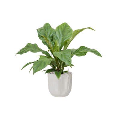 Растение в кашпо Anthurium elipticum 'Jungle Bush' in Vibes Fold