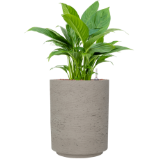 Spathiphyllum 'Gokyo' in Rough