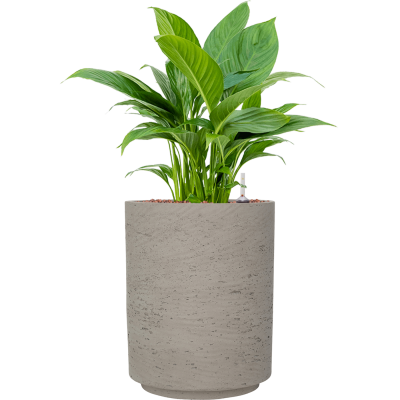 Растение в кашпо Spathiphyllum 'Gokyo' in Rough