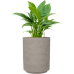 Растение в кашпо Spathiphyllum 'Gokyo' in Rough