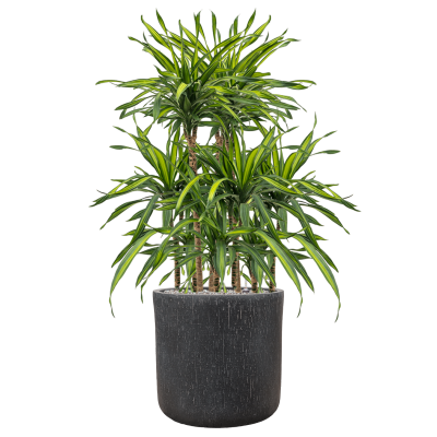 Растение в кашпо Dracaena fragrans 'Riki' in Baq Raindrop