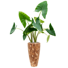 Alocasia zebrina in Baq Facets Jenga