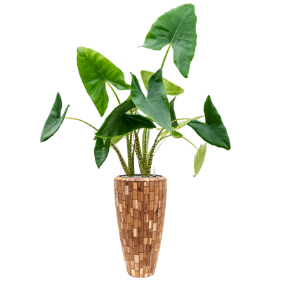 Растение в кашпо Alocasia zebrina in Baq Facets Jenga