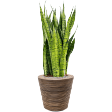 Sansevieria zeylanica in Drypot Rattan Stripe