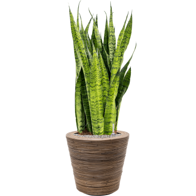 Растение в кашпо Sansevieria zeylanica in Drypot Rattan Stripe