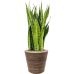 Растение в кашпо Sansevieria zeylanica in Drypot Rattan Stripe