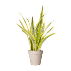 Sansevieria trifasciata 'Lauren' in Fibrics Bamboo