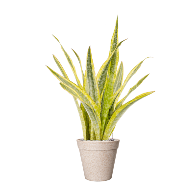 Растение в кашпо Sansevieria trifasciata 'Lauren' in Fibrics Bamboo