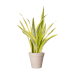 Растение в кашпо Sansevieria trifasciata 'Lauren' in Fibrics Bamboo