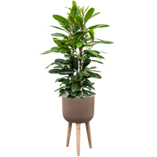 Ficus cyathistipula in Refined Retro With Feet