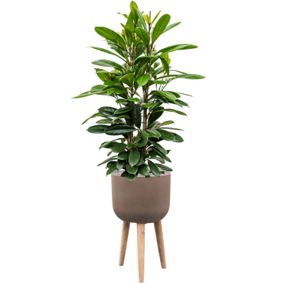 Растение в кашпо Ficus cyathistipula in Refined Retro With Feet