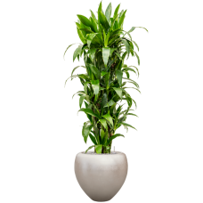 Dracaena fragrans 'Janet Craig' in Baq Metallic Silver leaf