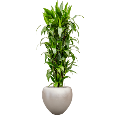 Растение в кашпо Dracaena fragrans 'Janet Craig' in Baq Metallic Silver leaf