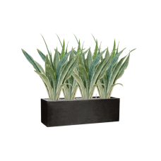 Sansevieria trifasciata 'Metallica' in Capi Lux Terrazzo