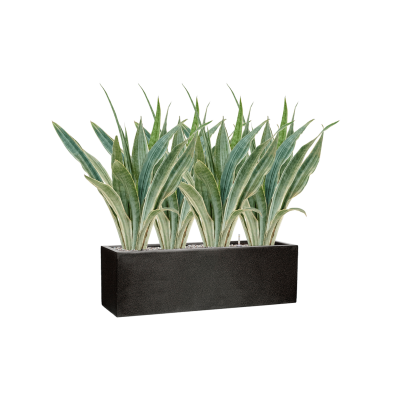 Растение в кашпо Sansevieria trifasciata 'Metallica' in Capi Lux Terrazzo