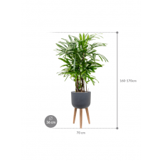 Rhapis excelsa in Refined Retro With Feet