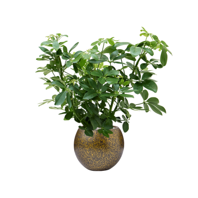 Растение в кашпо Schefflera arboricola in Capi Lux Terrazzo