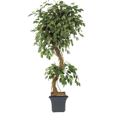 Фикус / Ficus exotica растение искусственное