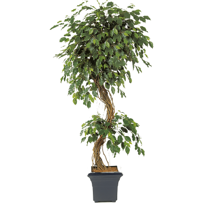 Фикус / Ficus exotica растение искусственное