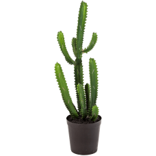 Кактус / Finger cactus растение искусственное