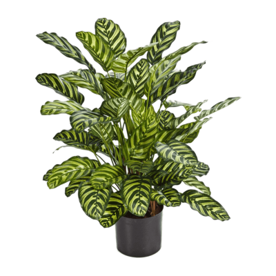 Калатея / Calathea растение искусственное