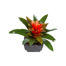 Бромелия / Bromelia растение искусственное