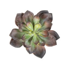 Эхеверия / Echeveria растение искусственное