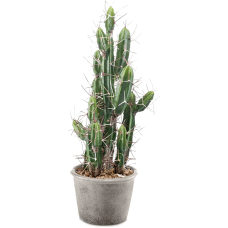 Кактус / Cactus stetsonia растение искусственное