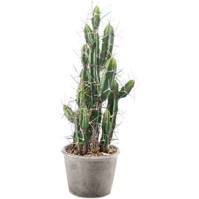 Кактус / Cactus stetsonia растение искусственное