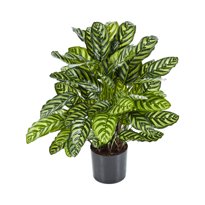 Калатея / Calathea растение искусственное