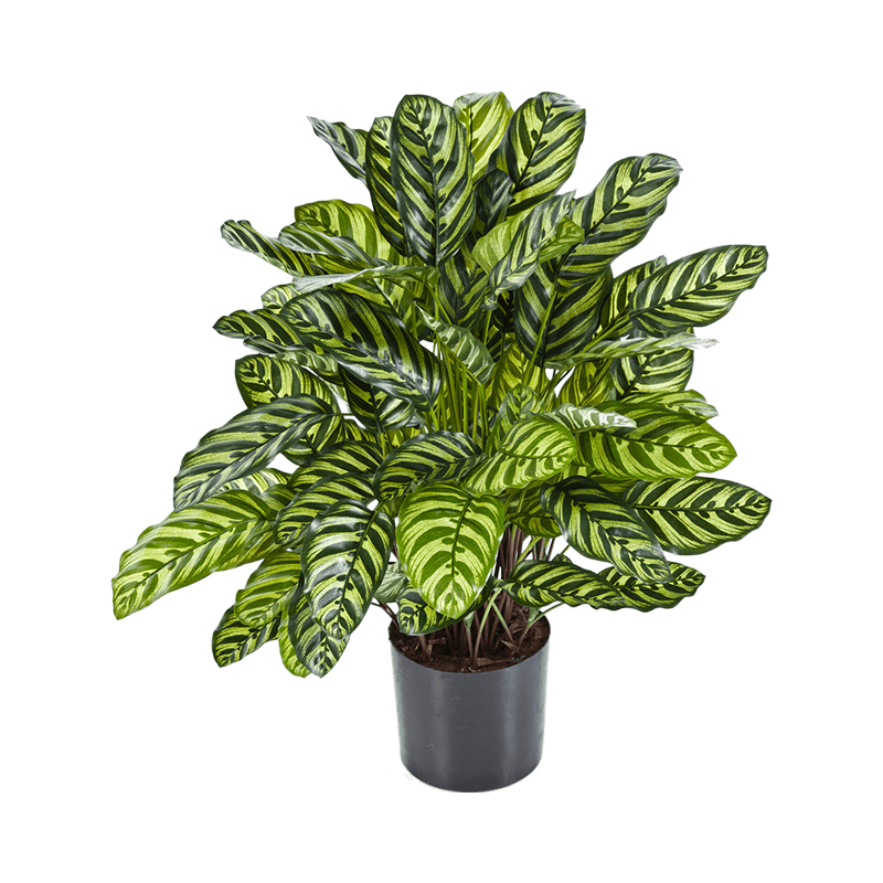 Калатея Макоя Calathea makoyana