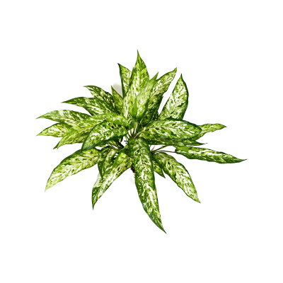 Аглаонема / Aglaonema растение искусственное