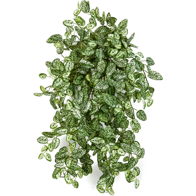 Гипоэстес мини / Mini hypoestes растение искусственное