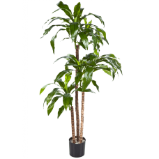 Драцена Фрагранс / Dracaena fragrans steud растение искусственное