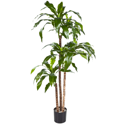 Драцена Фрагранс / Dracaena fragrans steud растение искусственное