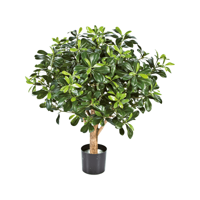 Питтиспорум / Pittisporum ball tree растение искусственное