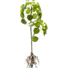 Пилия / Pilea plant растение искусственное