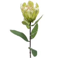 Протея / Protea растение искусственное