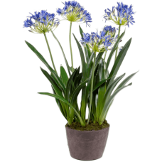 Агапантус / Agapanthus растение искусственное