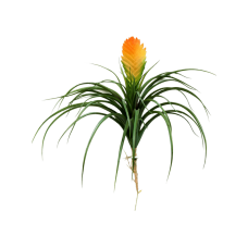 Бромелия Вриезия / Bromelia vriesia растение искусственное
