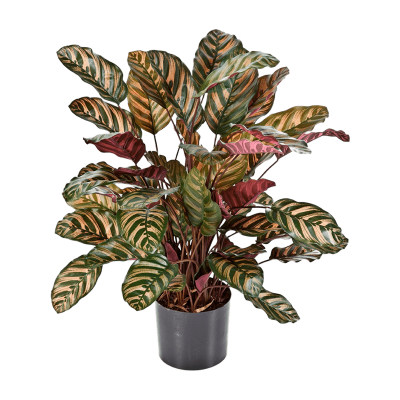 Калатея / Calathea растение искусственное