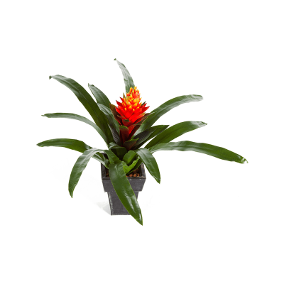 Гузмания / Guzmania conifera растение искусственное